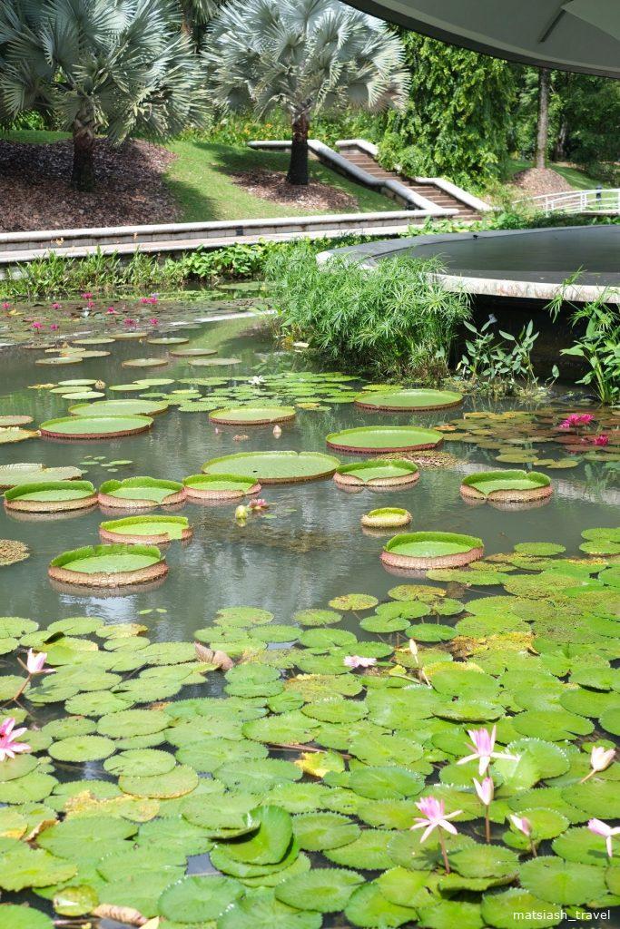 Кувшинки в ботаническом саду Сингапура