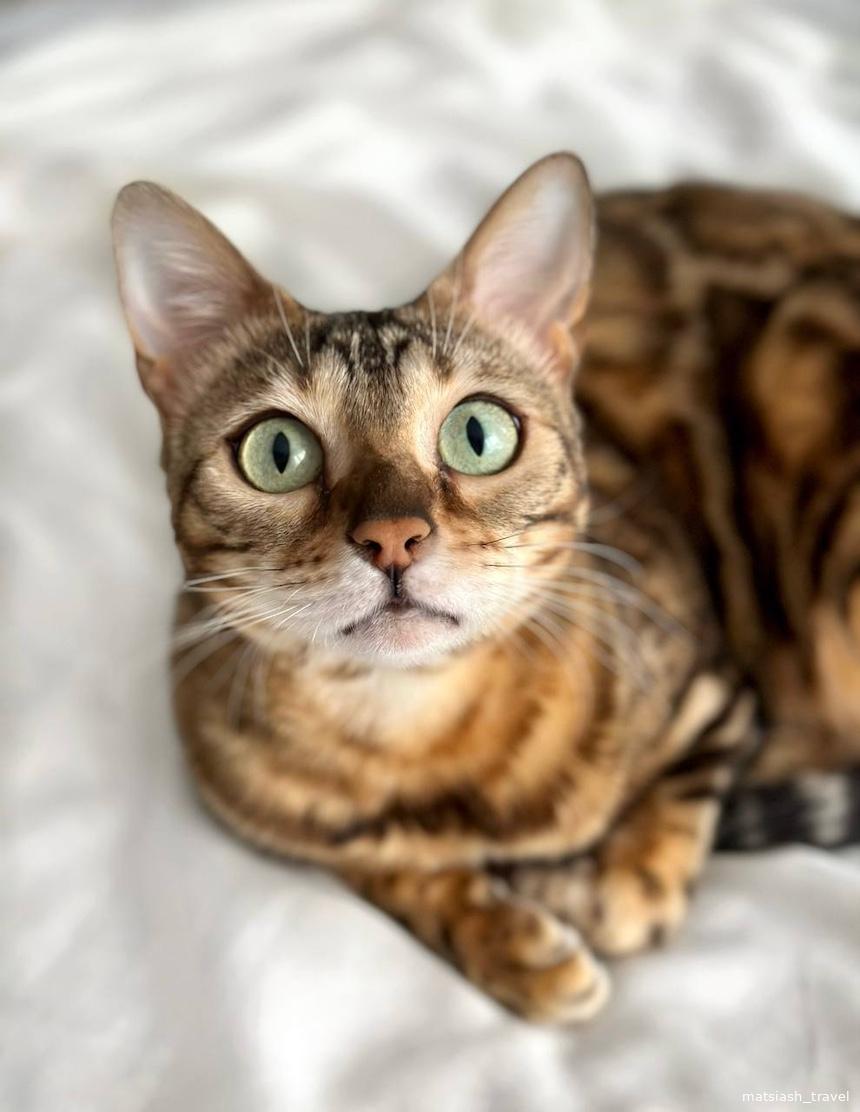 Бенгальская кошка Мия