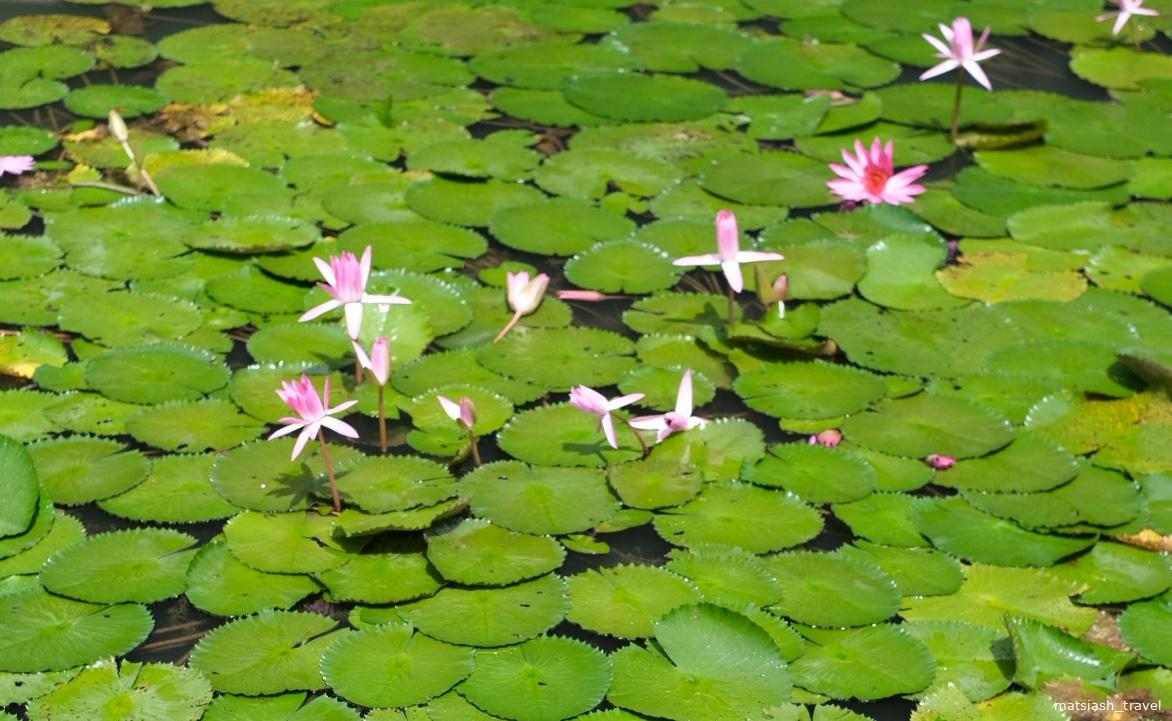 Кувшинки в ботаническом саду Сингапура
