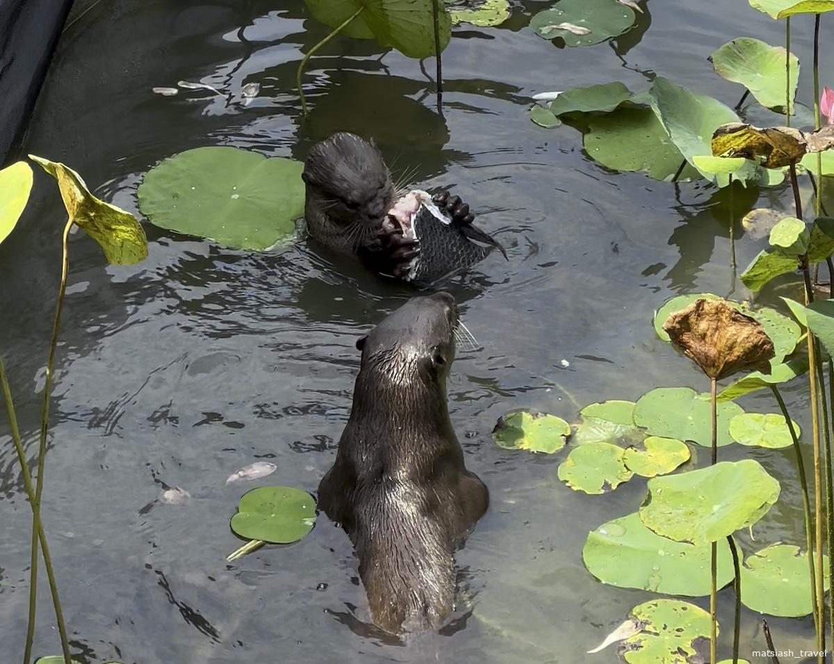 Выдры в одном из водоемов ботанического сада Сингапура